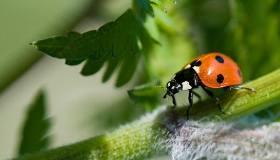The seven-spot ladybird (Coccinella septempunctata) is Norway’s most common ladybird species, and most people are familiar with it. But Norway has many other species as well.