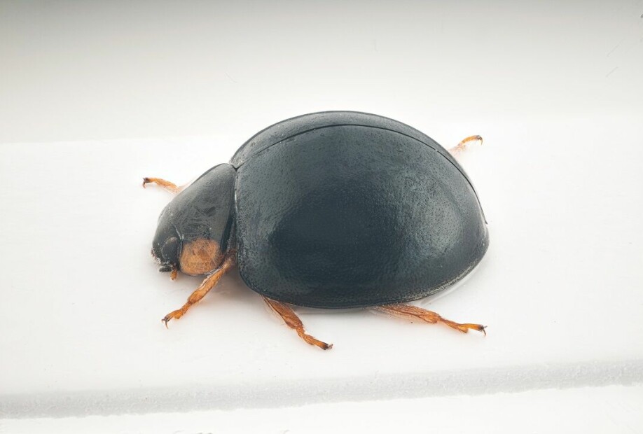 Ladybirds can look like this, too. This is the rare Parexochomus nigromaculatus (Lyngmarihøne in Norwegian). Would you have recognized it as a ladybird?