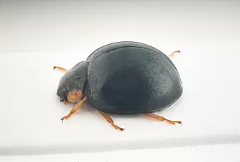 Ladybirds can look like this, too. This is the rare <span class="italic" data-lab-italic_desktop="italic">Parexochomus nigromaculatus</span> (Lyngmarihøne in Norwegian). Would you have recognized it as a ladybird?