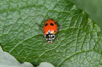 Found it! The Adonis ladybird – granted, it’s from Italy. Its appearance in Norway is rare.