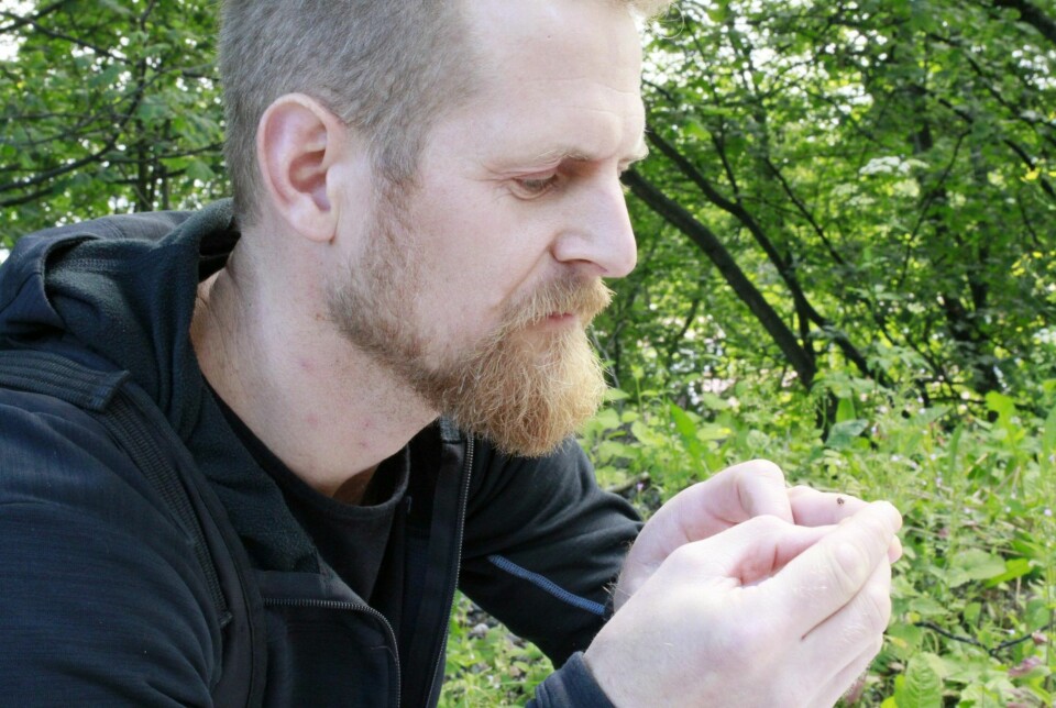 Arnstein Staverløkk studies the cream-spot ladybird (Calvia quatuordecimguttata).
