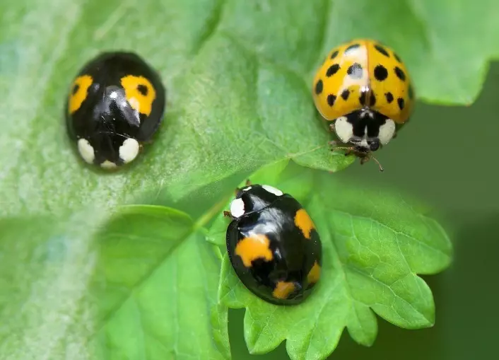 Different varieties of the harlequin (or multicoloured Asian) ladybeetle (<span class="italic" data-lab-italic_desktop="italic">Harmonia axyridis</span>). This is an unwelcome guest that outcompetes Norway’s native species.