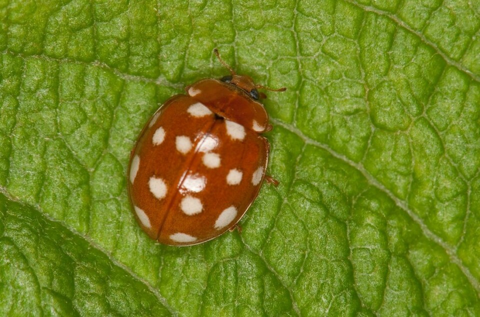 The cream-spot ladybug with its 14 spots. Fortunately, this species is still common.