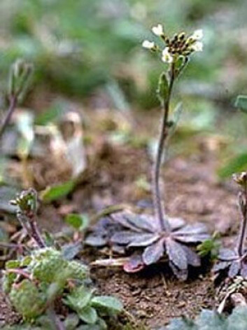 Vårskrinneblomsten brukes ofte i eksperimenter i rommet. (Foto: NASA / NTNU) Vårskrinneblomsten brukes ofte i eksperimenter i rommet. (Foto: NASA / NTNU)