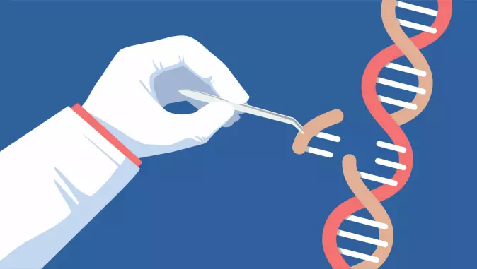 In the muscle loss study, researchers used the gene editing method CRISPR-Cas9. The method involves supplying the body with an enzyme (Cas9) that finds its way to specific genes and edits them, thus changing the gene itself.
