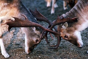"Sammenlign dette bildet med bildet over. Teknikken er ikke så ulik. (Foto: www.colorbox.no)" "Sammenlign dette bildet med bildet over. Teknikken er ikke så ulik. (Foto: www.colorbox.no)"