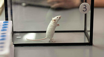 Genterapi bremset muskel­svinn hos eldre mus