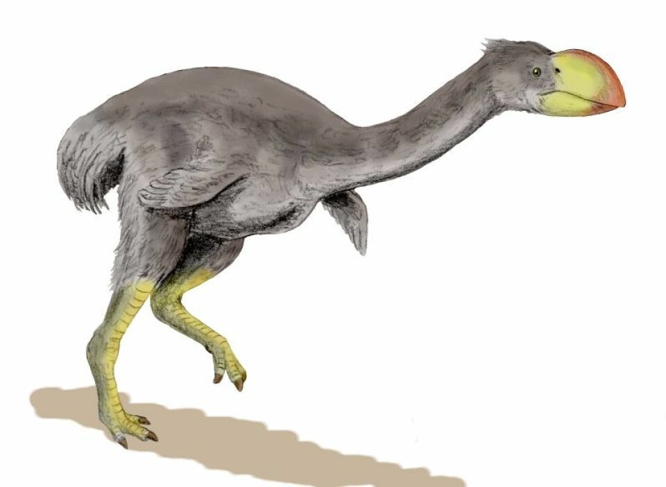 'Dromornis stirtoni er den største ikke-flyvende fuglen man vet om. Den kunne bli opptil 3 meter høy og veide rundt 500 kilo. (Illustrasjon: Nobu Tamura/Wikimedia Commons)'