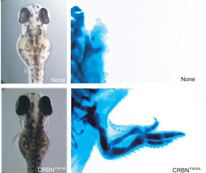"På de øverste bildene ser man sebrafisk hvor cereblon er blokkert av forskerne. På de nederste er proteinet virksomt. (Foto: H.Handa ved Tokyo Institute of Technology.)" "På de øverste bildene ser man sebrafisk hvor cereblon er blokkert av forskerne. På de nederste er proteinet virksomt. (Foto: H.Handa ved Tokyo Institute of Technology.)"
