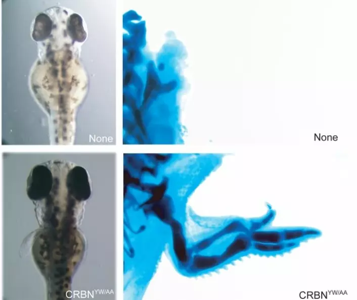 "På de øverste bildene ser man sebrafisk hvor cereblon er blokkert av forskerne. På de nederste er proteinet virksomt. (Foto: H.Handa ved Tokyo Institute of Technology.)"