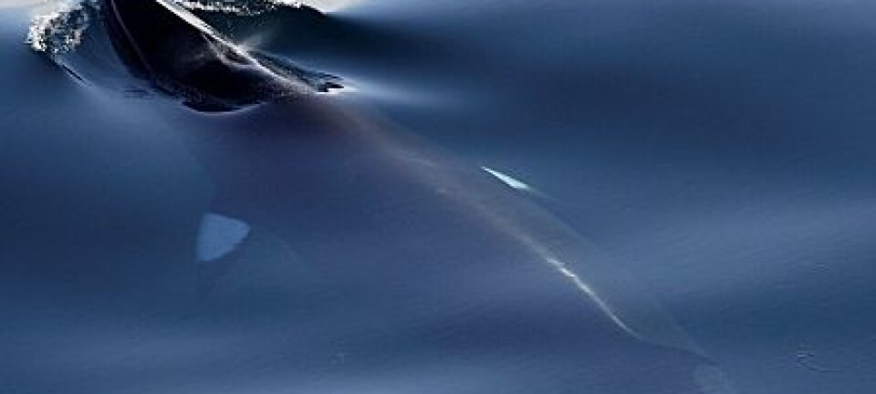 Arktisk vågehval med det karakteristiske hvite båndet over brystfinnen. I tilllegg er den arktiske vågehvalen litt mindre enn den antarktiske. (Foto: George McCallum)