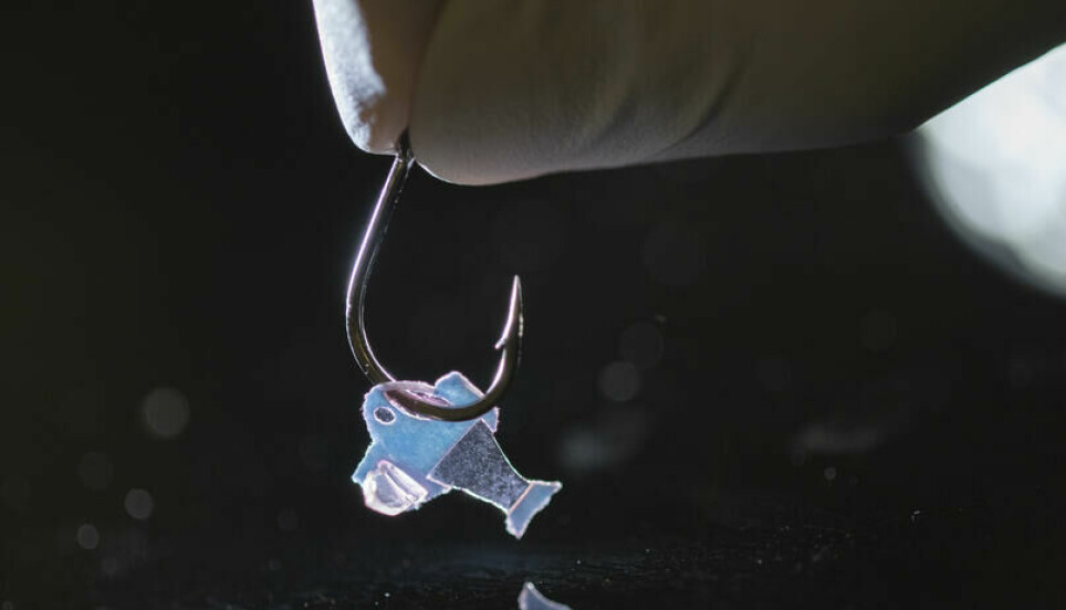 Forskere har laget små fiskelignende roboter som beveger seg på grunn av hjerteceller på halen.