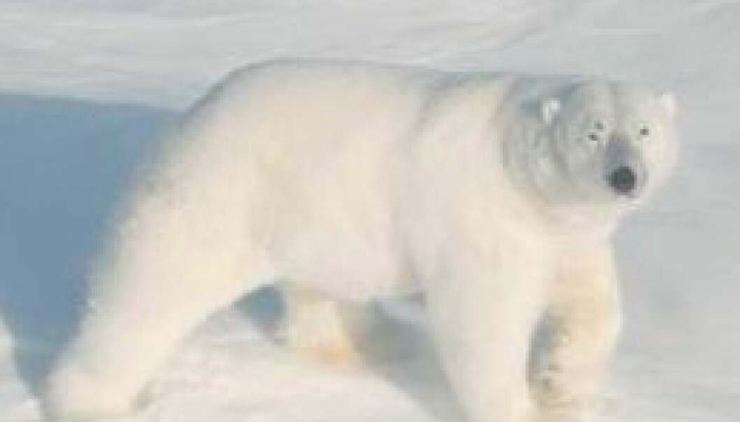 Arktiske dyr på tynn is