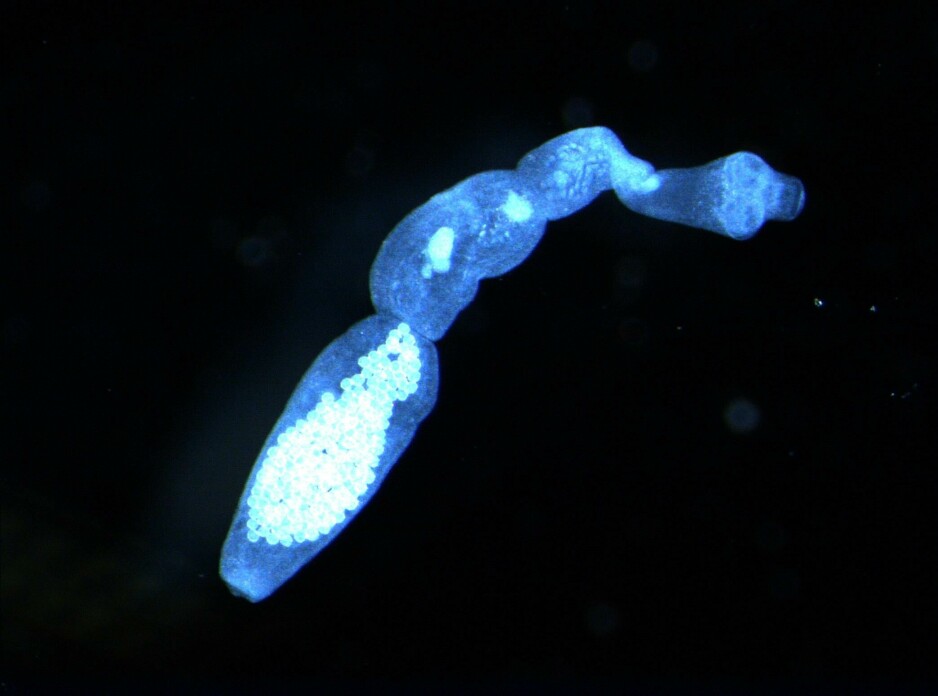 Revens dvergbendelorm er to til fire millimeter lang. Her ser du den i mikroskopet. Eggene inni bendelormen er usynlig for det blotte øyet.