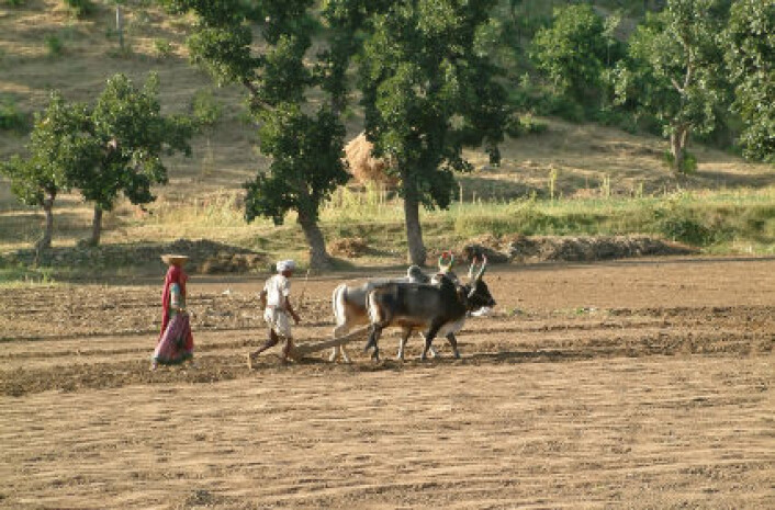 Grunnvannet synker i det nordvestlige India, viser data fra tysk-amerikansk satelittprogram. Bildet viser tradisjonelt landbruk i delstaten Rajasthan. (Foto: iStockphoto) Grunnvannet synker i det nordvestlige India, viser data fra tysk-amerikansk satelittprogram. Bildet viser tradisjonelt landbruk i delstaten Rajasthan. (Foto: iStockphoto)