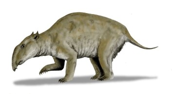"Palorchestes azael lignet på en tapir, men ble over 2,5 meter lang.(Illustrasjon: Nobu Tamura/Wikimedia Commons)" "Palorchestes azael lignet på en tapir, men ble over 2,5 meter lang.(Illustrasjon: Nobu Tamura/Wikimedia Commons)"