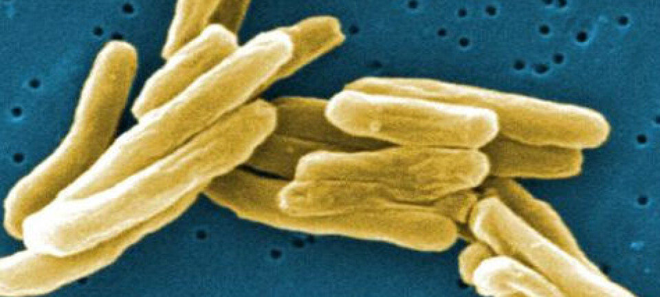 Fargelagte bakterier av Mycobacterium tuberculosis, som forårsaker tuberkulose. (Foto: Janice Haney Carr)