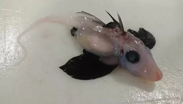 Sjelden baby-dypvannsfisk er funnet ved New Zealand