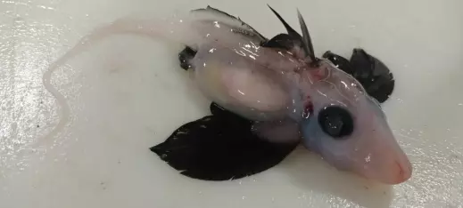 Sjelden baby-dypvannsfisk er funnet ved New Zealand