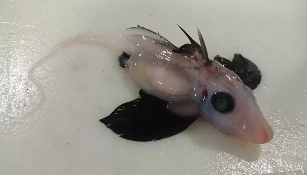 Denne merkelige baby-fisken dukket opp i forskernes fangst.