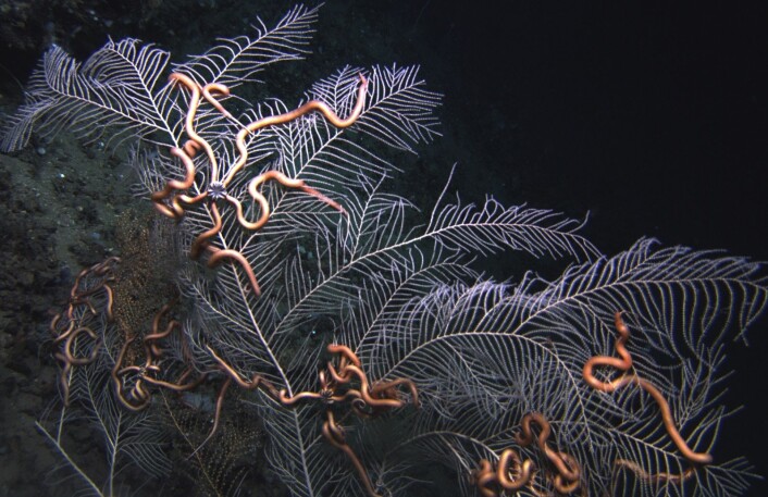 En skrantende sjøvifte (Callogorgia americana) med symbiotiske slangestjerner. (Foto: Lophelia II 2010 Expedition, NOAA-OER/BOEMRE). En skrantende sjøvifte (Callogorgia americana) med symbiotiske slangestjerner. (Foto: Lophelia II 2010 Expedition, NOAA-OER/BOEMRE).
