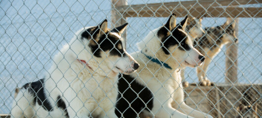 Hunder på Svalbard kan være bærere av en dødelig parasitt. Den vil du ikke bli smittet av