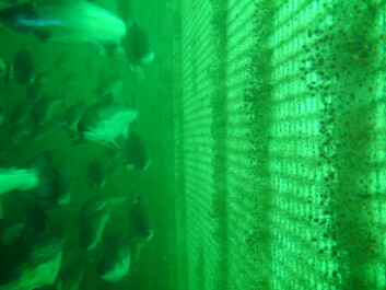 Oppdrettslaks har sett lyset. (Foto: Jana Guenther, SINTEF Fiskeri og havbruk) Oppdrettslaks har sett lyset. (Foto: Jana Guenther, SINTEF Fiskeri og havbruk)