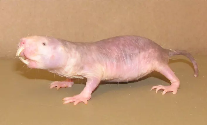 "Den mindre pene rotta lever i underjordiske ganger som kan være mange kilometer lange. (Foto: University of Texas)"