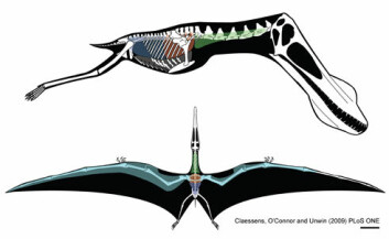 Øverst ses en rekonstruksjon av luftsekksystemet til Anhanguera santanae, som levde i sen kritttid, for ca 70 millioner år siden. I denne vinkelen fra siden ser vi lungenes antatte posisjon (rødt). Vi ser også halsen (grønn) og luftsekkene i buken (blå). Det er også sannsynlig at denne øglen hadde luftsekker i brystregionen (område rett nedenfor lungene). Den nederste illustrasjonen viser nettverket luftfylte hulrom som følger vingespennet (lyseblått). Høyre vinge beskriver et forsiktig estimat av størrelsen på luftsekksystemet, mens den venstre siden viser antatt maksstørrelse. (Illustrasjon: Claessens, O’Connor, Unwin, 2009)