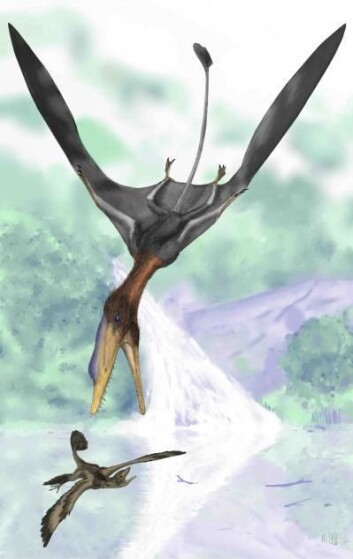 "Slik kan Darwinopterus ha sett ut da i jakten på en hårete, liten flyvende dinosaur. (Illustrasjon: Mark Witton, University of Portsmouth)" "Slik kan Darwinopterus ha sett ut da i jakten på en hårete, liten flyvende dinosaur. (Illustrasjon: Mark Witton, University of Portsmouth)"