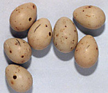 "Gjøkegg sammen med egg fra bjørkefink. Ikke lett å skille dem." "Gjøkegg sammen med egg fra bjørkefink. Ikke lett å skille dem."