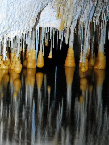 Innkapslede stalagtitter dannes ved dagnes havnivå, i Vallgornera-grotten i Spania. (Foto: © Bogdan P. Onac) Innkapslede stalagtitter dannes ved dagnes havnivå, i Vallgornera-grotten i Spania. (Foto: © Bogdan P. Onac)