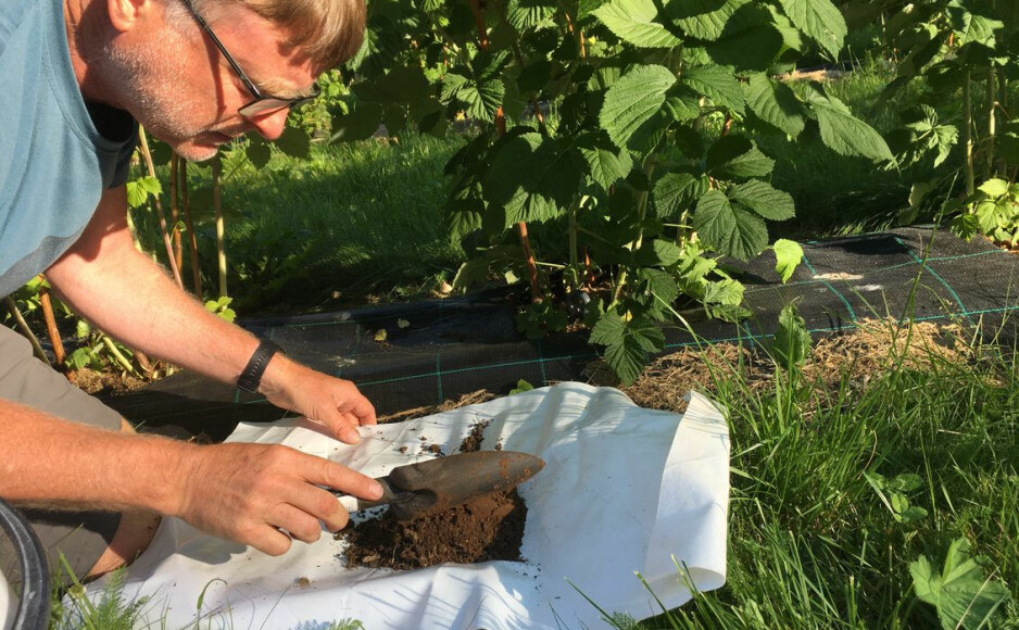 Forsker Atle Wibe samler inn jordprøver på et forsøksfelt der det dyrkes bringebær i Møre og Romsdal.