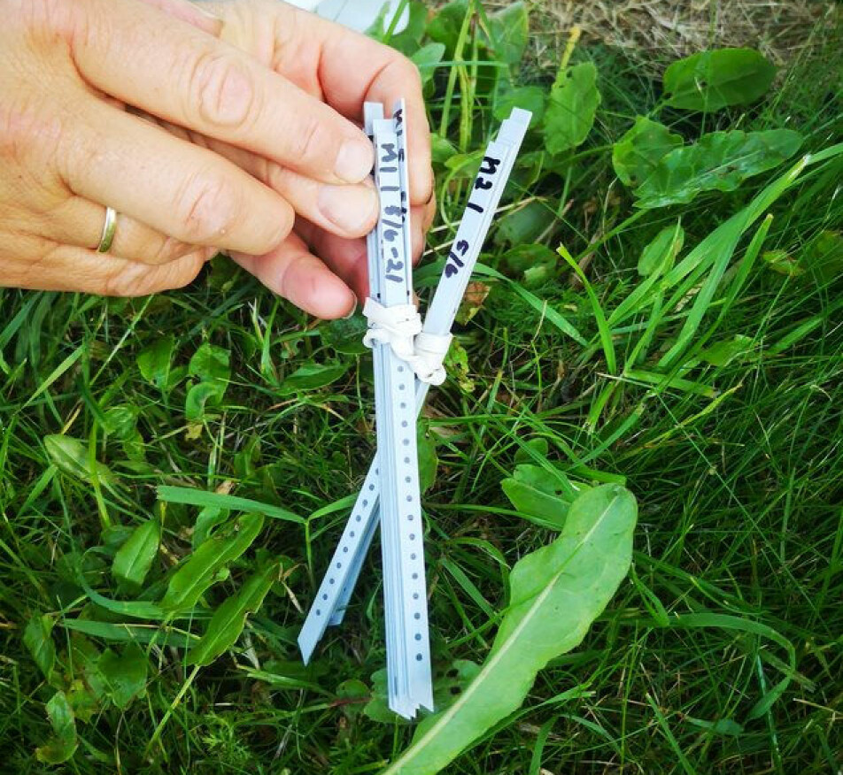 Matpinner fylt med næringsstoffer stikkes ned i jorda for å måle hvor fort det organiske materialet brytes ned av jordlivet.