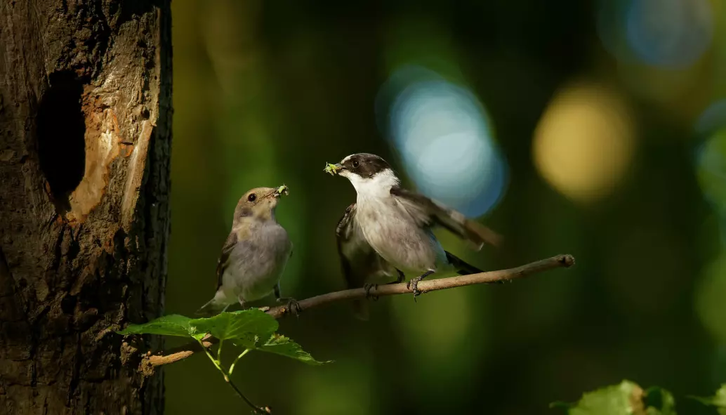 At hunnene parer seg med andre hanner enn sin egen partner, er utbredt blant de fleste småfugler.