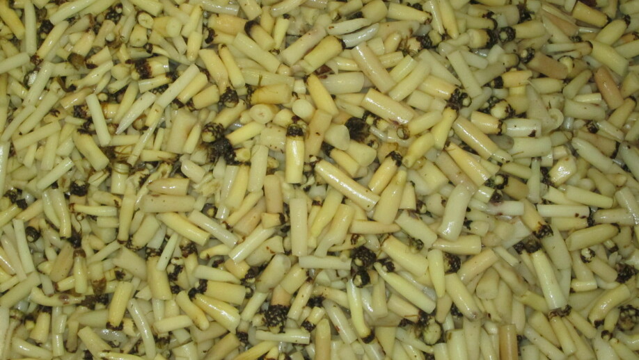 Piles of black salsify on its way to become a dietary fibre ingredient: