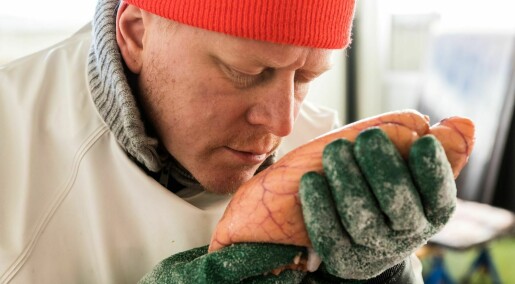 Tørket rogn av torsk er nå dokumentert trygg mat