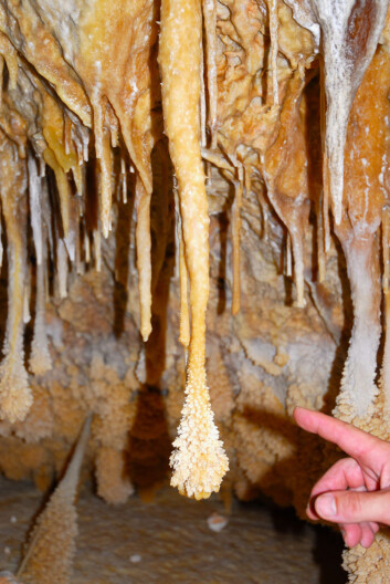 Stalagtitt som ble kapslet inn under sist istid, i Vallgornera-grotten i Spania. (Foto: © Bogdan P. Onac) Stalagtitt som ble kapslet inn under sist istid, i Vallgornera-grotten i Spania. (Foto: © Bogdan P. Onac)