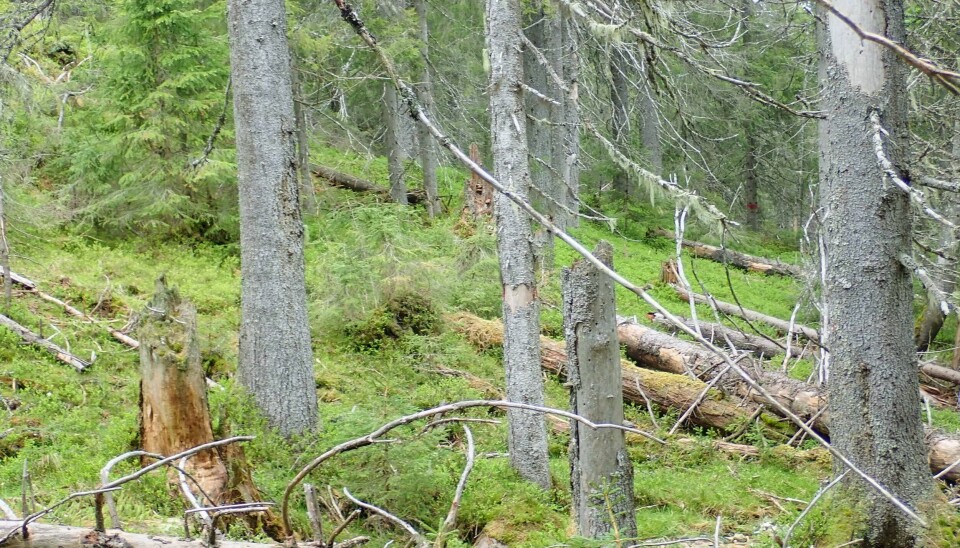 Eldre, høyproduktiv granskog er levested for mange sjeldne og trua arter, men samtidig svært attraktive områder for skogindustrien.