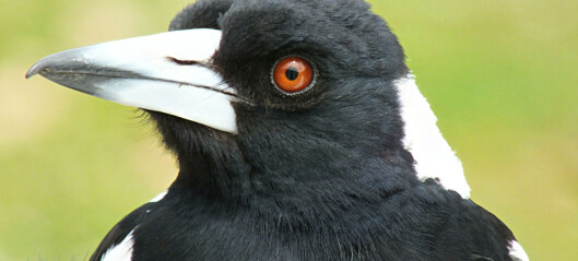 Fuglene likte ikke å bli merket med sporingsbrikke. Så de hjalp hverandre å få den av