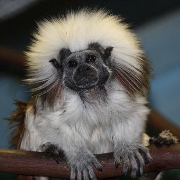 Kan bomullstopptamariner skille mellom ulike stavelser eller ikke? Dette eksemplaret av arten befinner seg på Louisville Zoo, USA. (Foto: Wikimedia Common) Kan bomullstopptamariner skille mellom ulike stavelser eller ikke? Dette eksemplaret av arten befinner seg på Louisville Zoo, USA. (Foto: Wikimedia Common)