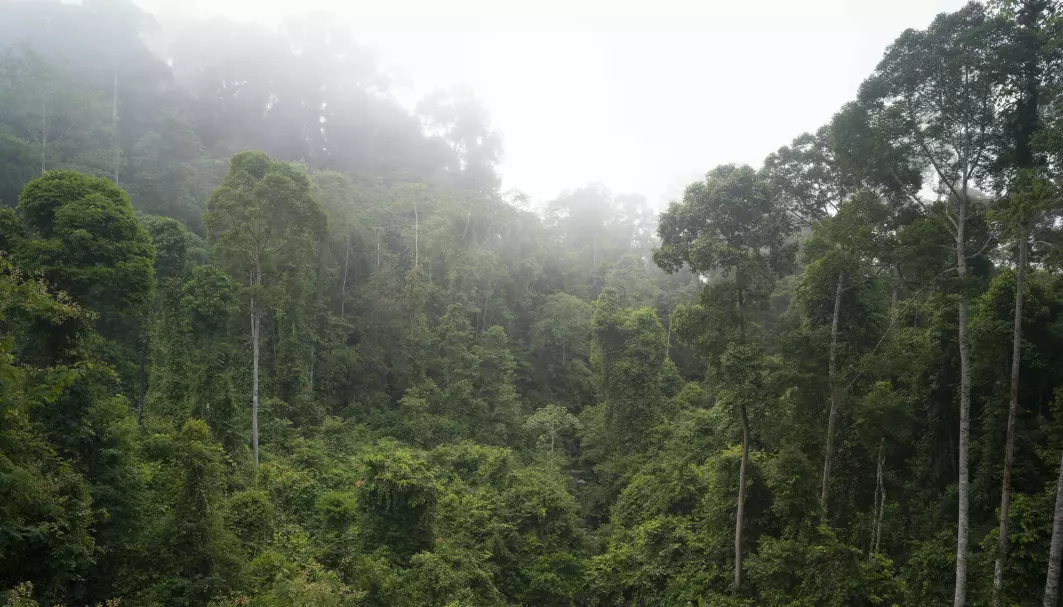 Morgendis i regnskog på Borneo.