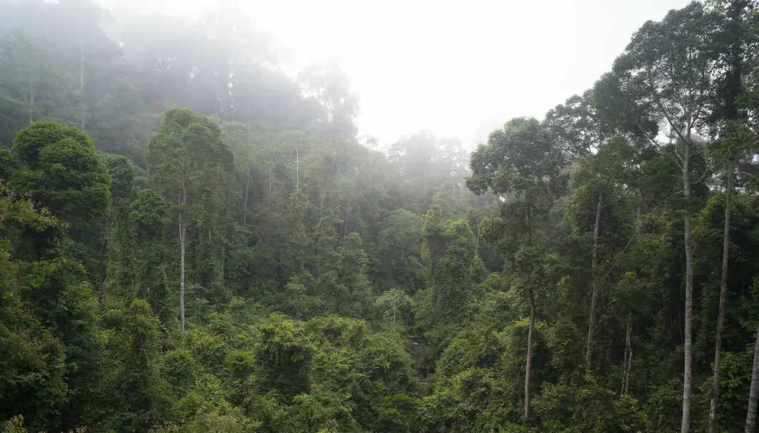 Morgendis i regnskog på Borneo. Morgendis i regnskog på Borneo.