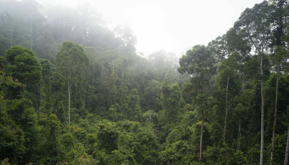 Morgendis i regnskog på Borneo.