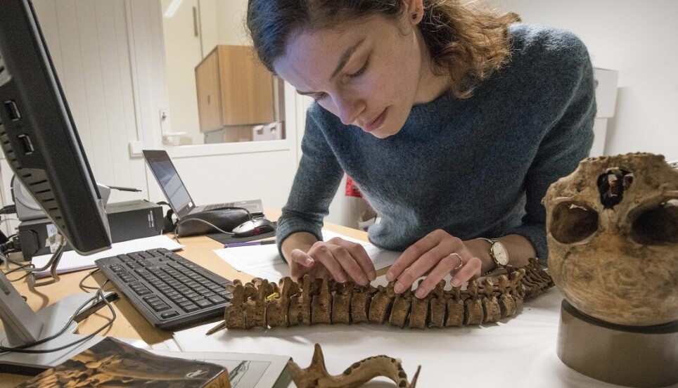 The NTNU University Museum has an unparalleled collection of ancient and medieval skeletons that contain all kinds of secrets from the past. Here, Anne-Marijn Snaaijer, a PhD candidate at the University of Copenhagen, examines a spine from Trondheim’s Archive Centre at Dora.