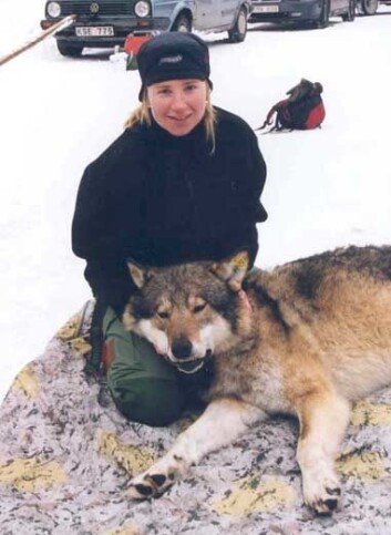 "Marianne Linder Olsen med en død hannulv. (Foto: Jon Martin Arnemo)" "Marianne Linder Olsen med en død hannulv. (Foto: Jon Martin Arnemo)"