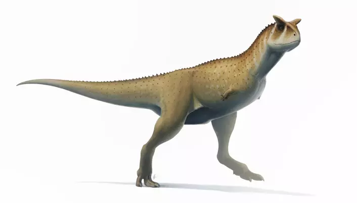 Mange abelisaurider måtte klare seg uten armer. De kunne ikke brukes til å gripe eller klore med.