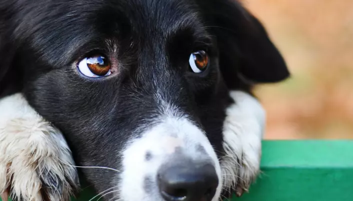Hunder sørger når en firbeint venn dør, viser ny forskning