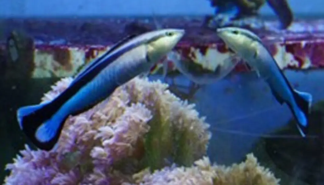 Forskerens foto av pussefisken Labroides dimidiatus, som trolig skjønner at den ser sitt eget speilbilde. Forskerens foto av pussefisken Labroides dimidiatus, som trolig skjønner at den ser sitt eget speilbilde.