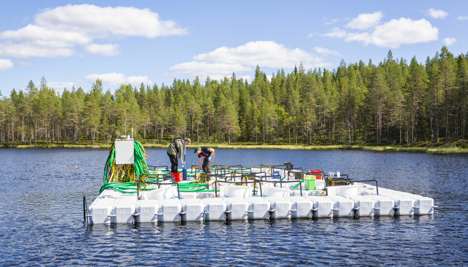 Svenske forskere i full aktivitet med å forske på hvordan salt påvirker innsjøen Stortjärn i Västerbotten.